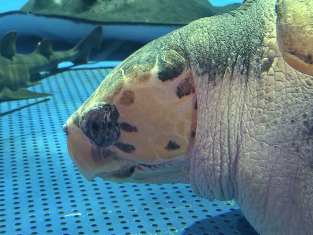 アクアス