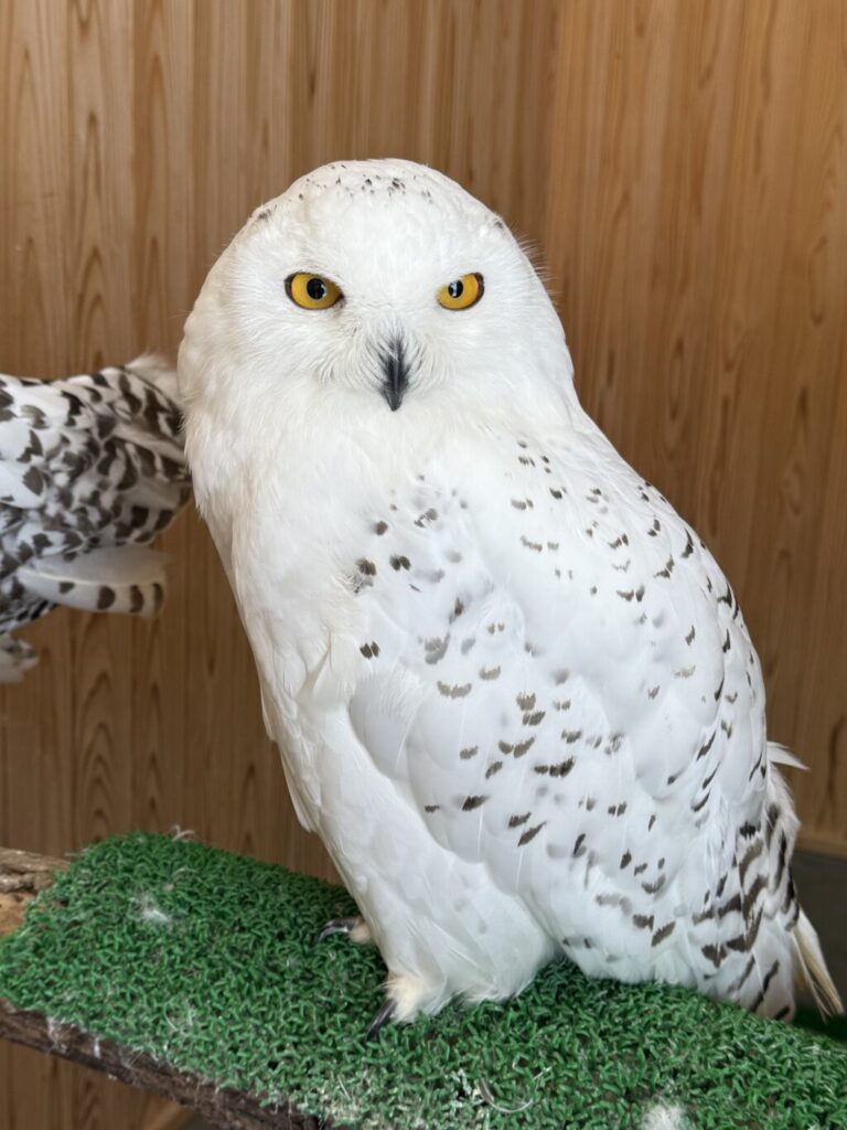 松江フォーゲルパーク