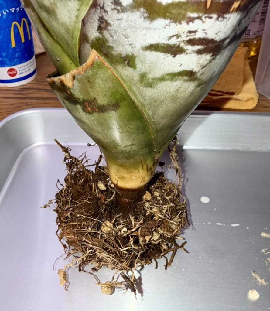 エクメア・チャンティニー″ブラックアイス″