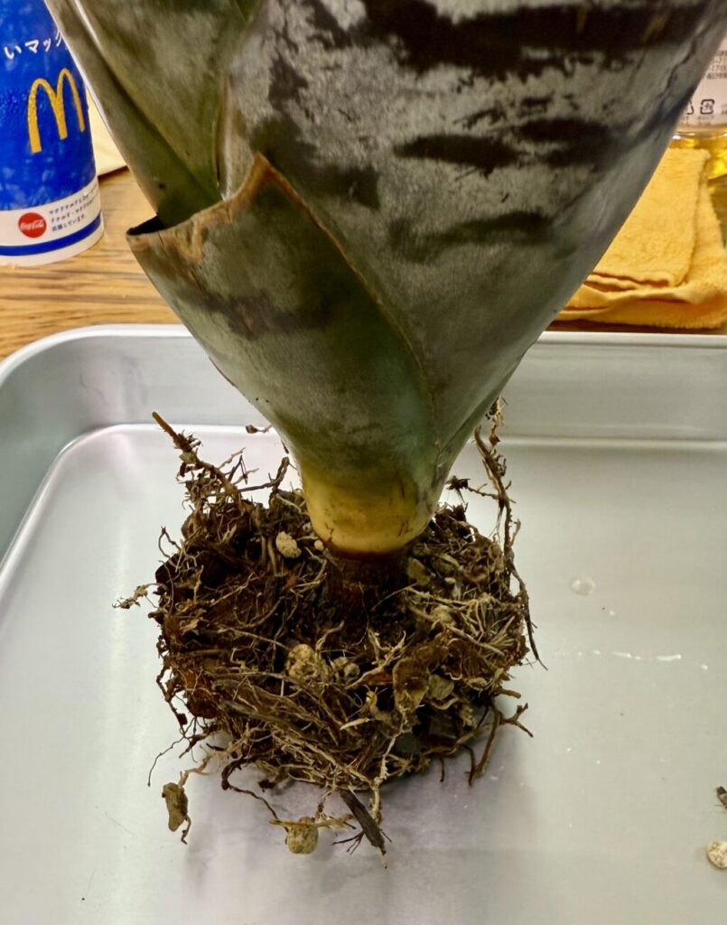 エクメア・チャンティニー″ブラックアイス″