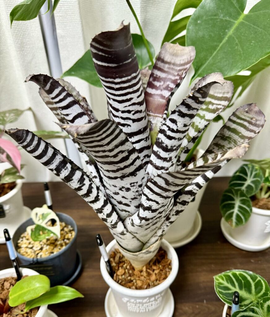 エクメア・チャンティニー″ブラックアイス″