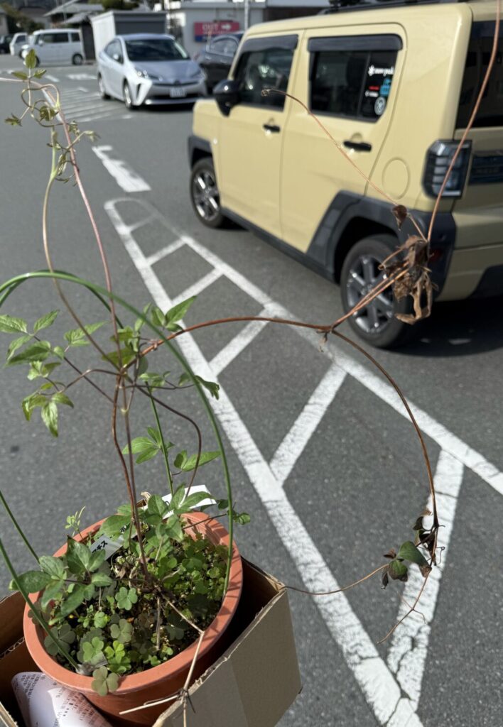 クレマチス・シーボルディ