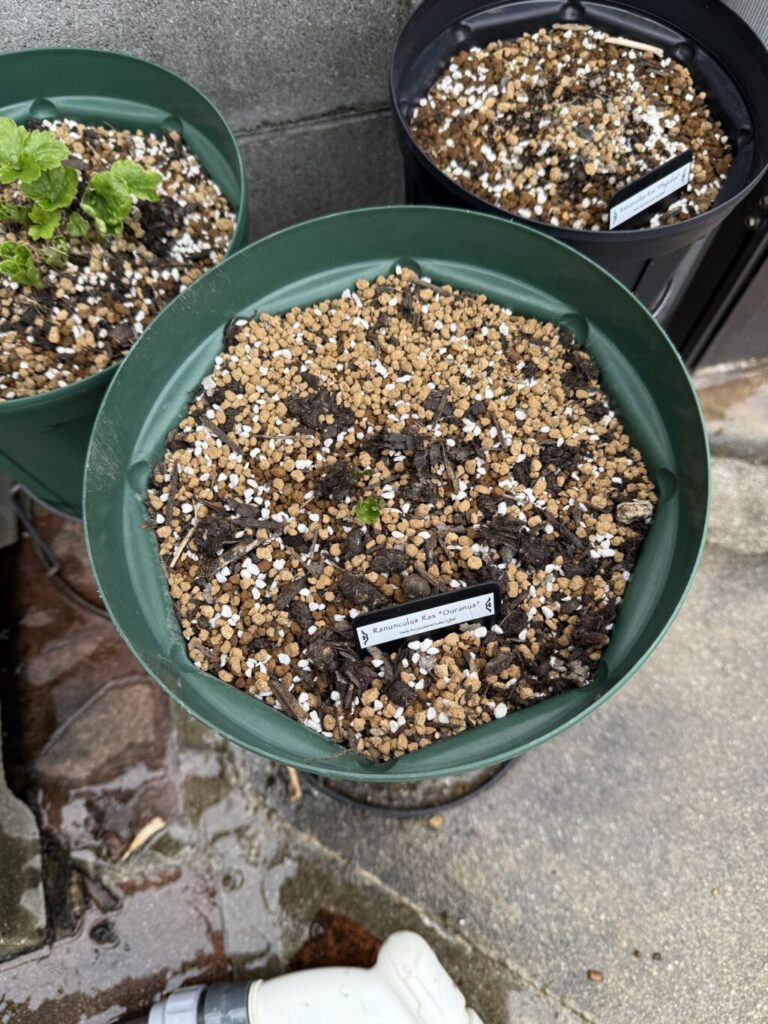 ラナンキュラスラックス・ウラノス