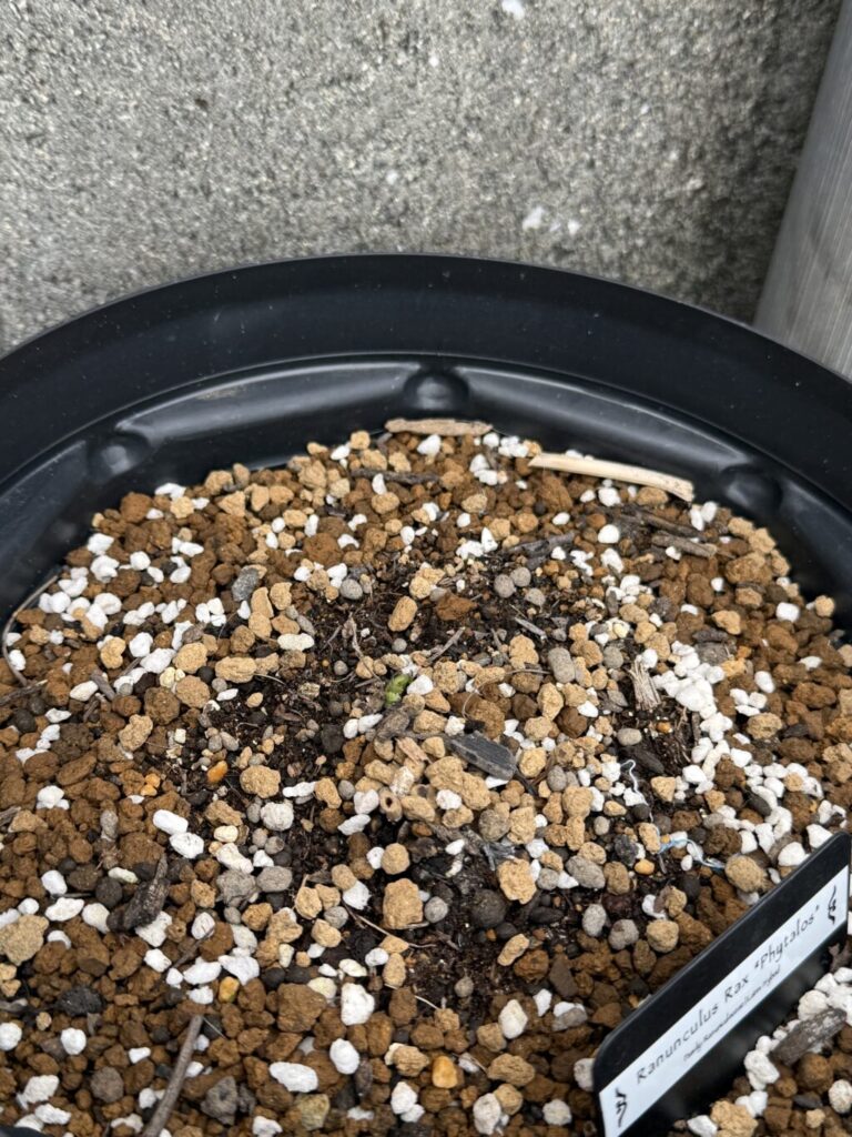 ラナンキュラスラックス・ピュタロス