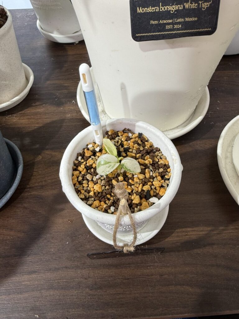 フィロデンドロン・イルセマニー