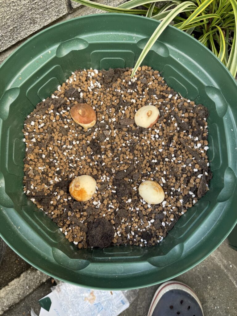 チューリップ・アイスクリーム