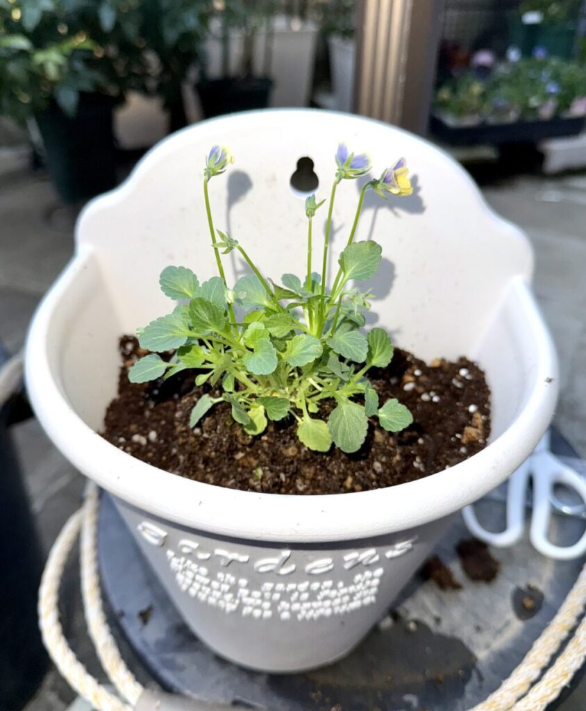 神戸べっぴんさん・夢紡ぎ