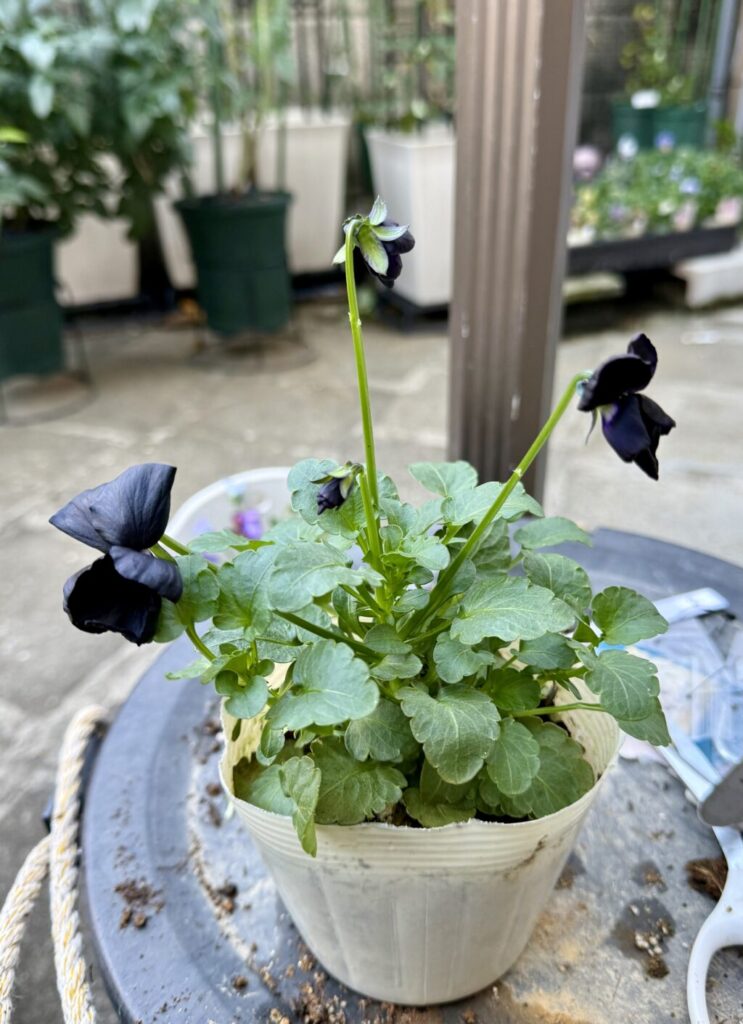 ビオラ、神戸べっぴんさん・ブラックメタリック