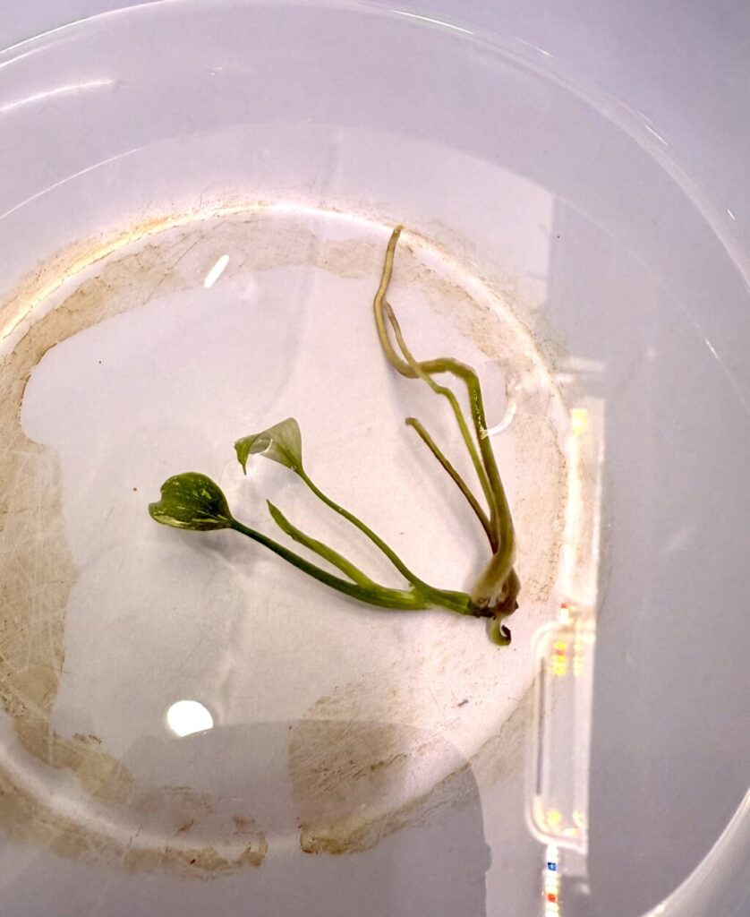 モンステラ・バールマルクスフレームバリエガーター