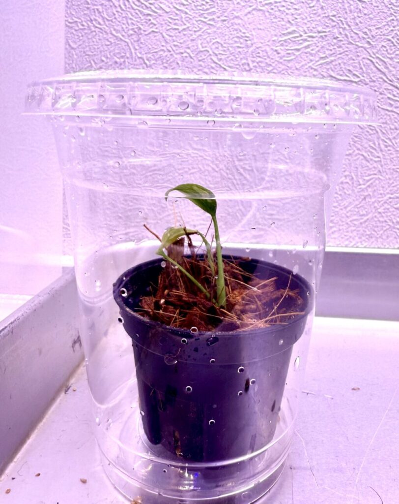 モンステラ・バールマルクスフレームバリエガーター