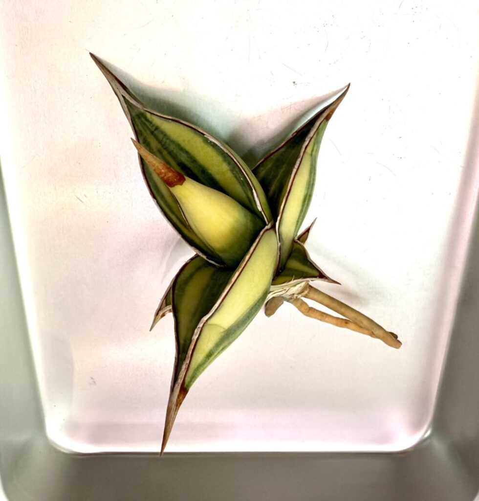 サンスベリア・ピングイキュラ