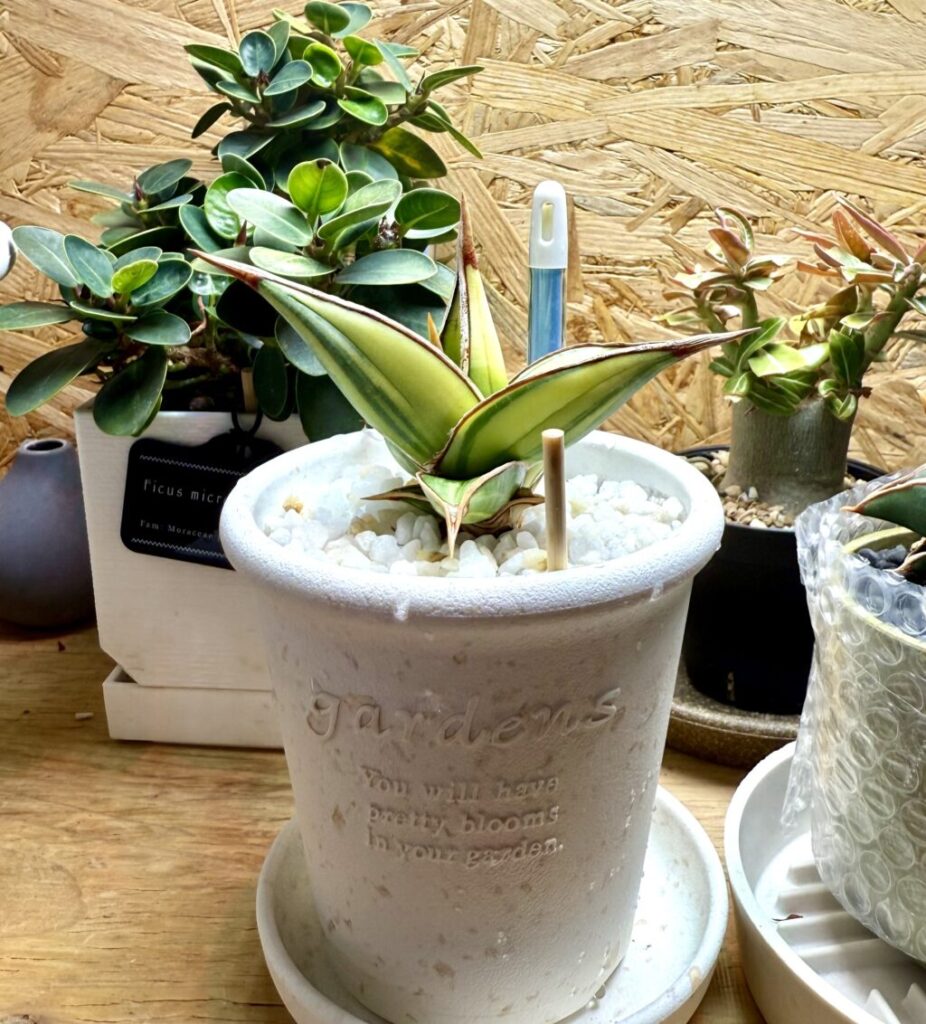 サンスベリア・ピングイキュラ