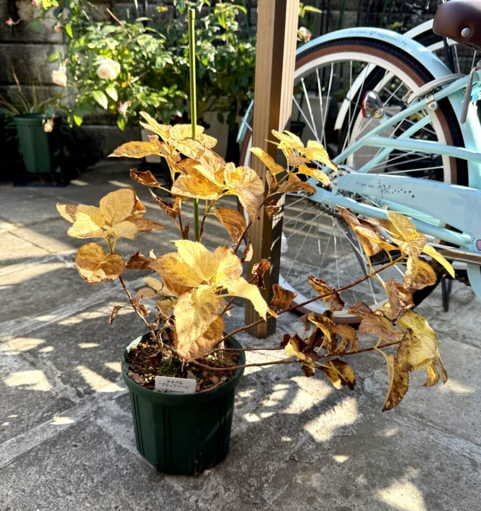 アナベル・プティクリーム