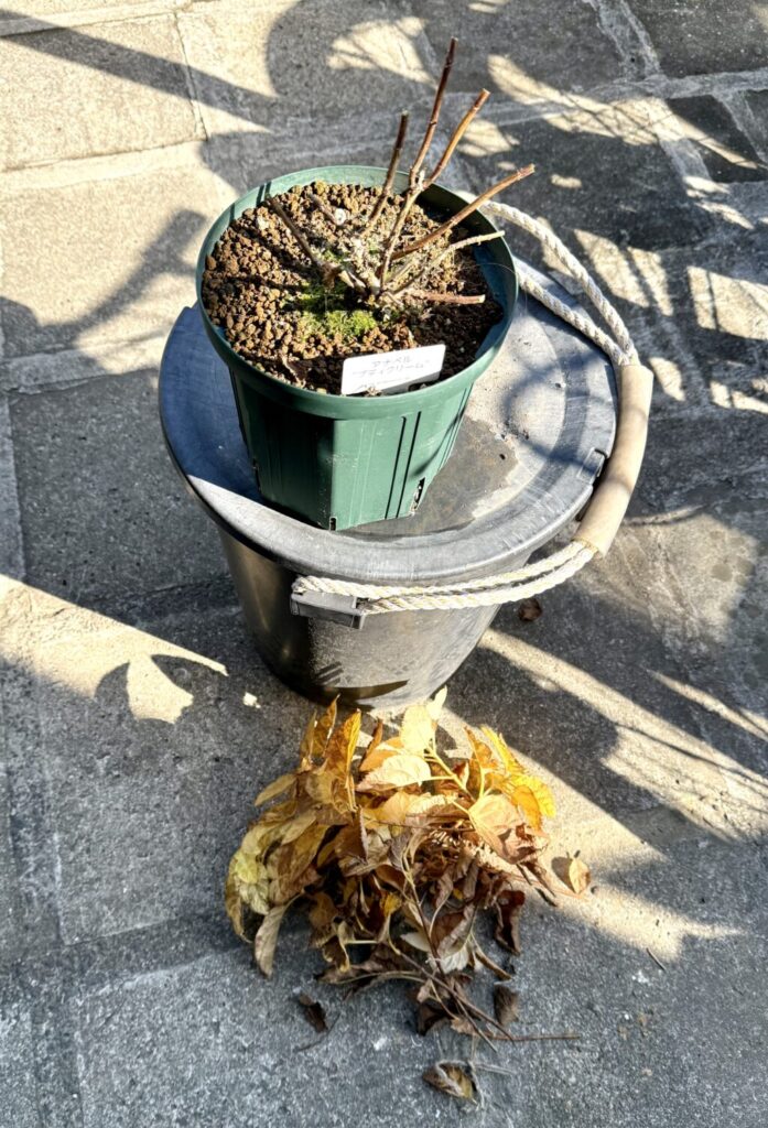 アナベル・プティクリーム