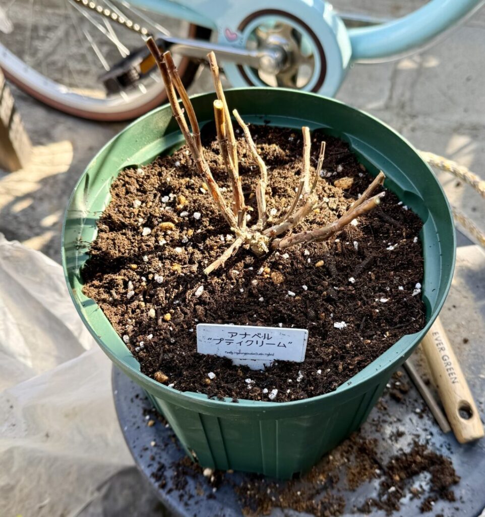 アナベル・プティクリーム