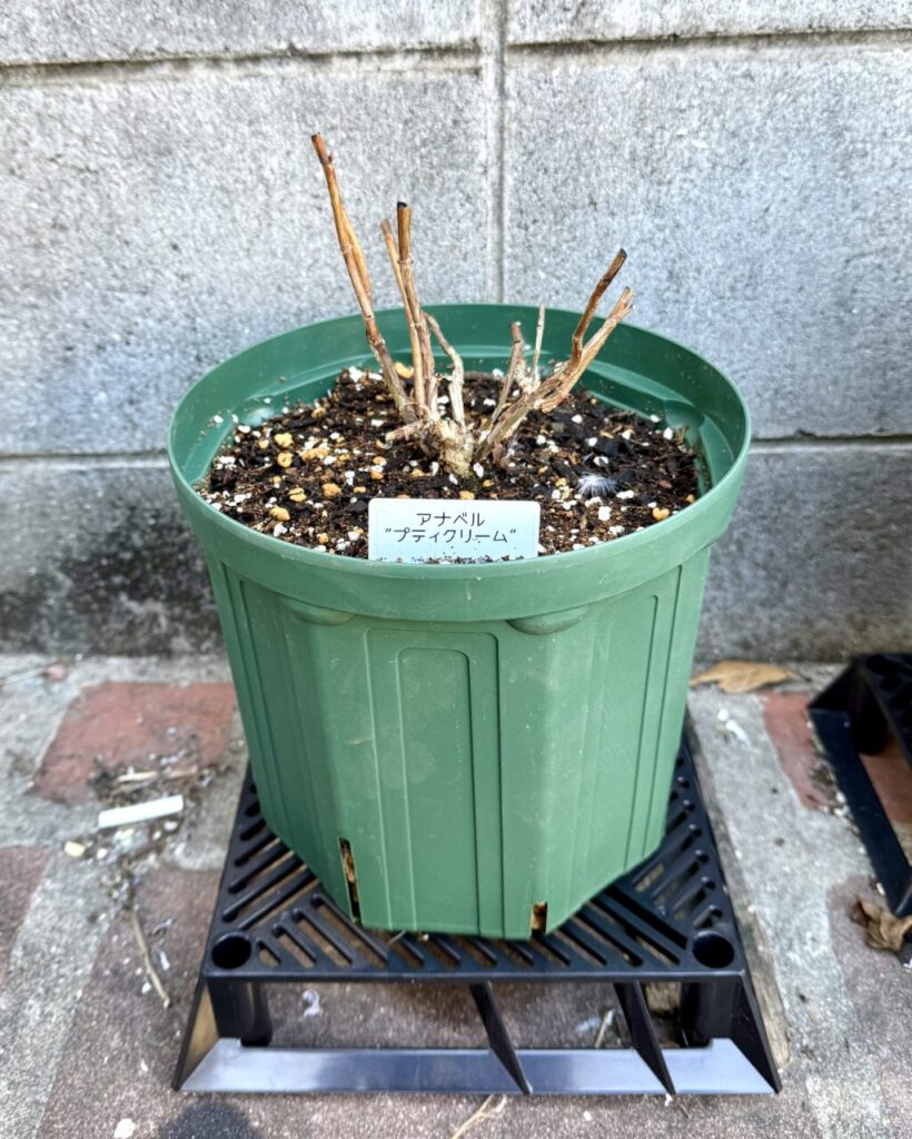 アナベル・プティクリーム