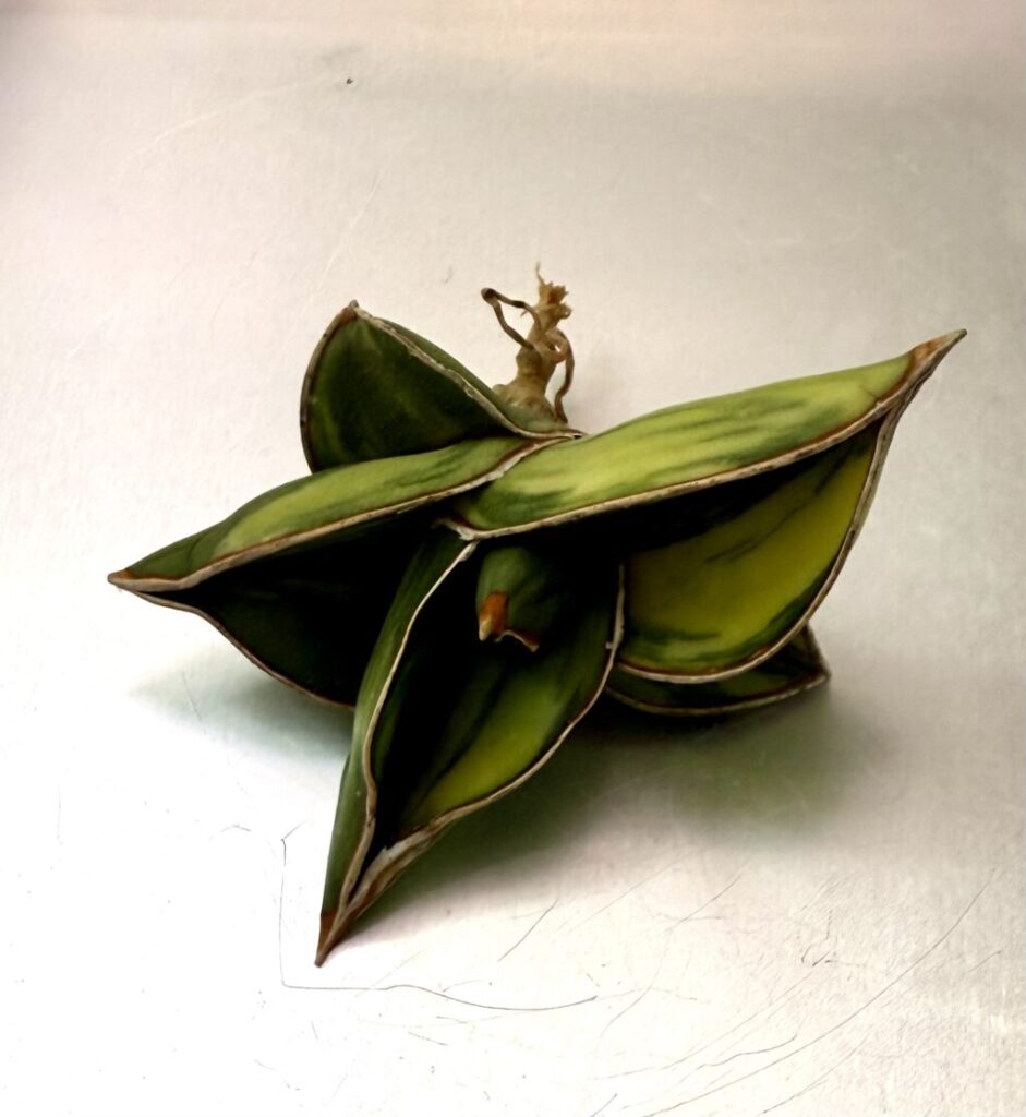 サンスベリア・ロリダ