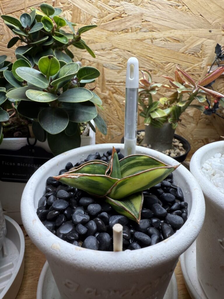 サンスベリア・ロリダ