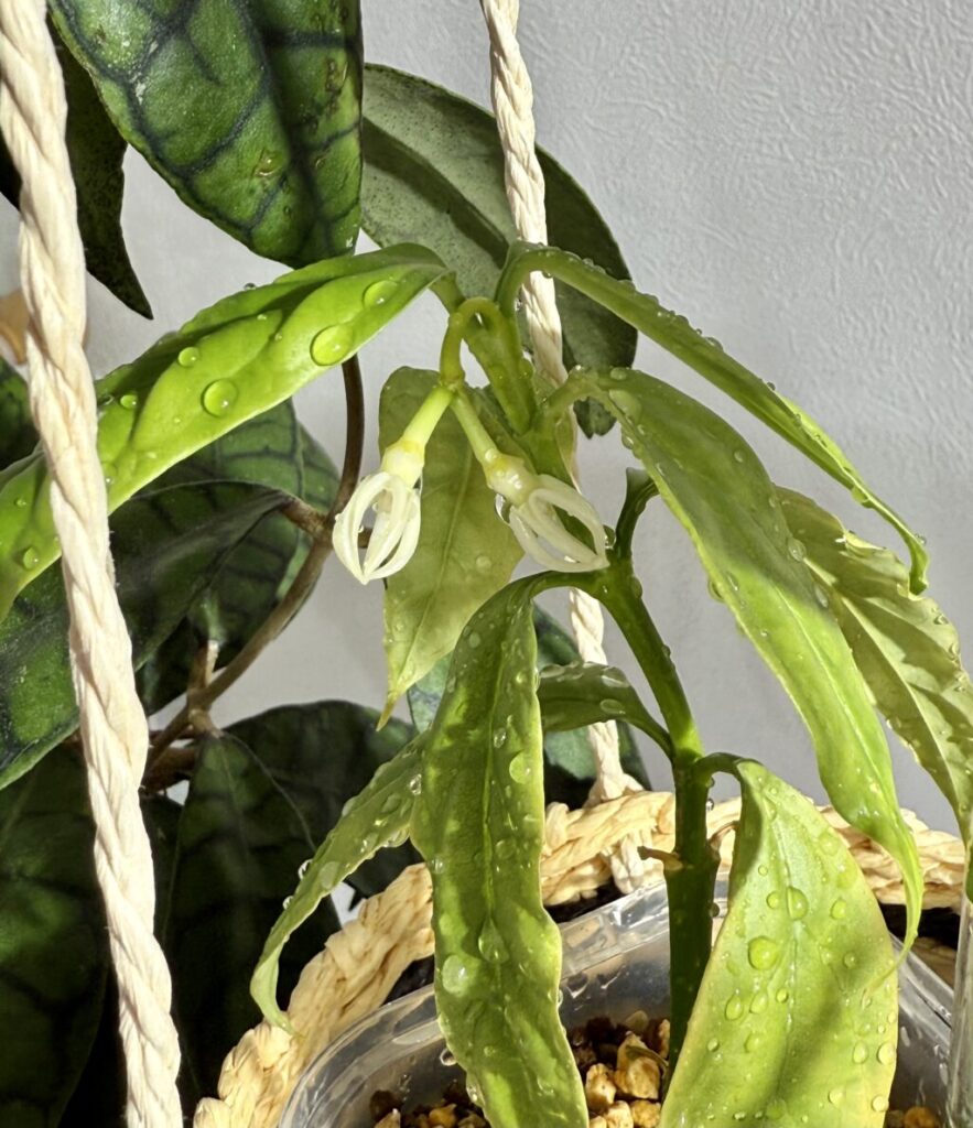 ホヤ・デシプラエ