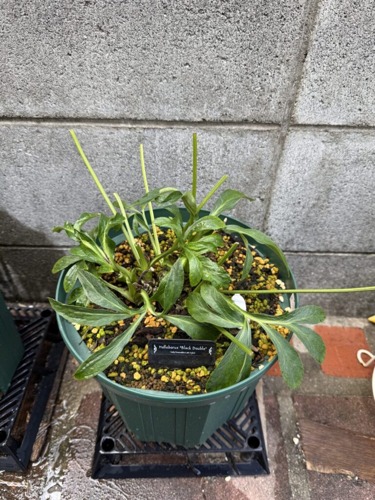 クリスマスローズ・ダブルブラック