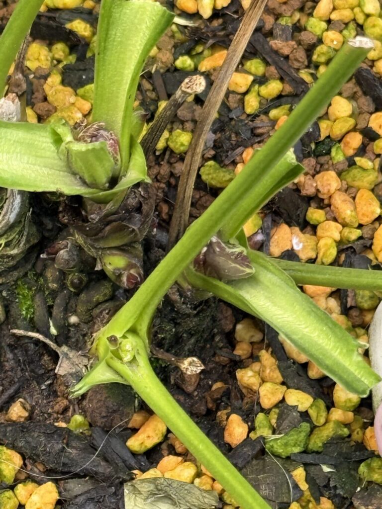 クリスマスローズ・ダブルブラック