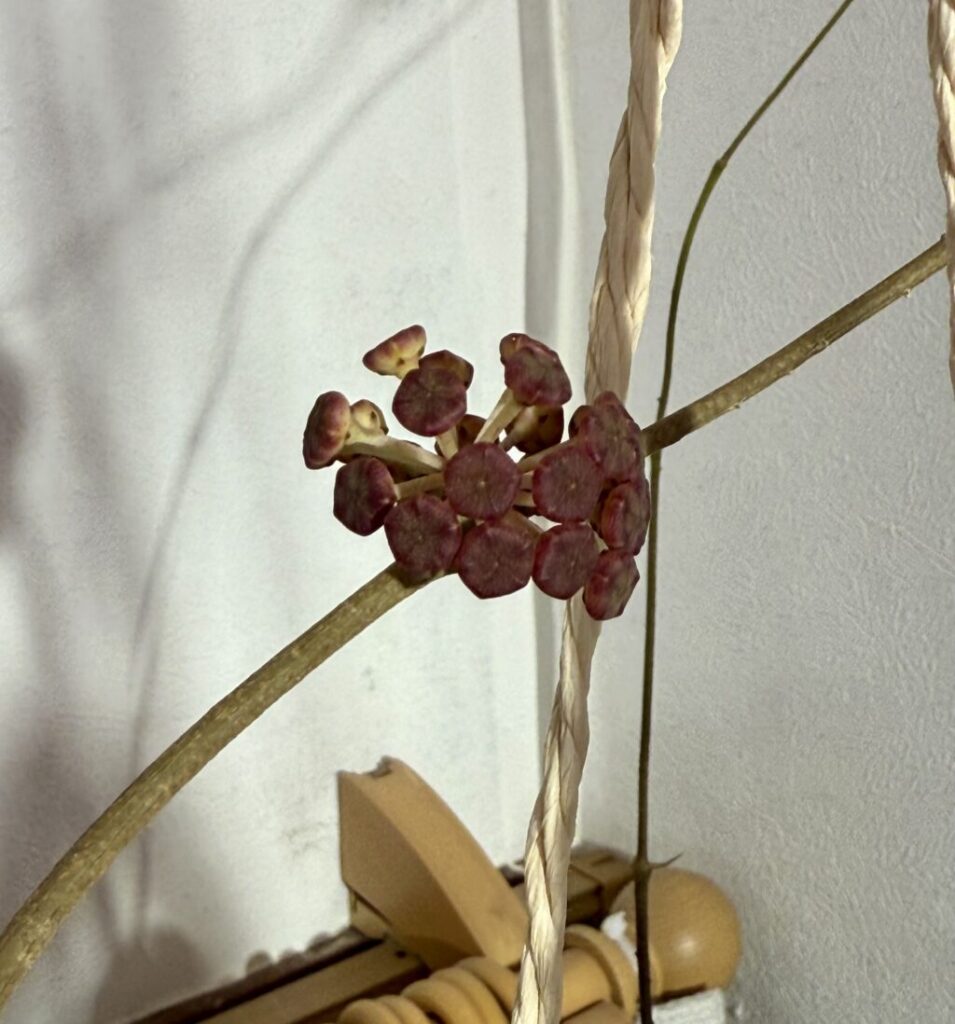 ホヤ・カリストフィラ