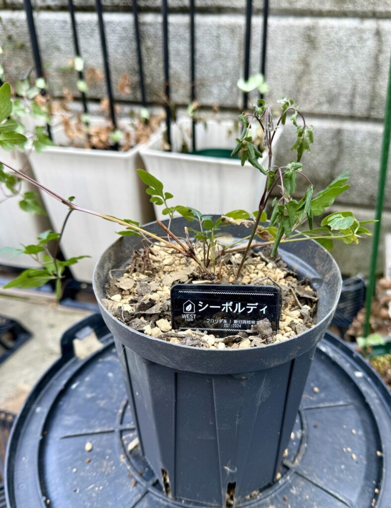 クレマチス・シーボルディ