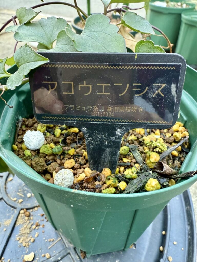 クレマチス・アコウエンシス