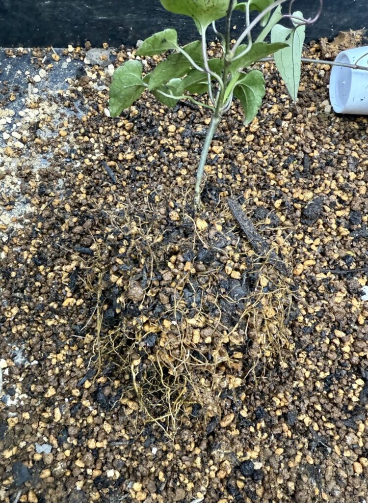 クレマチス・アコウエンシス