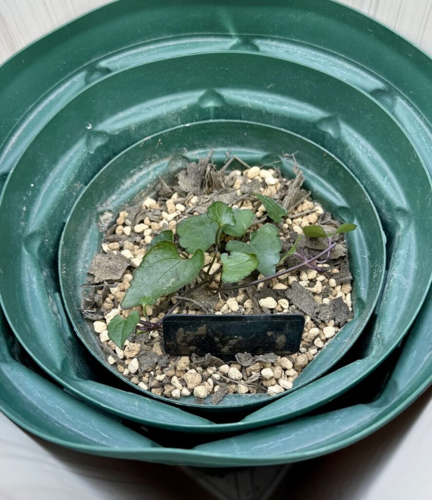 クレマチス・アコウエンシス