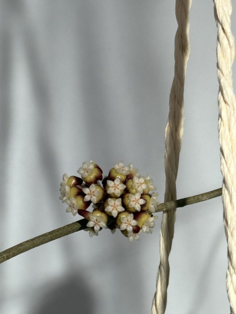 ホヤ・カリストフィラ