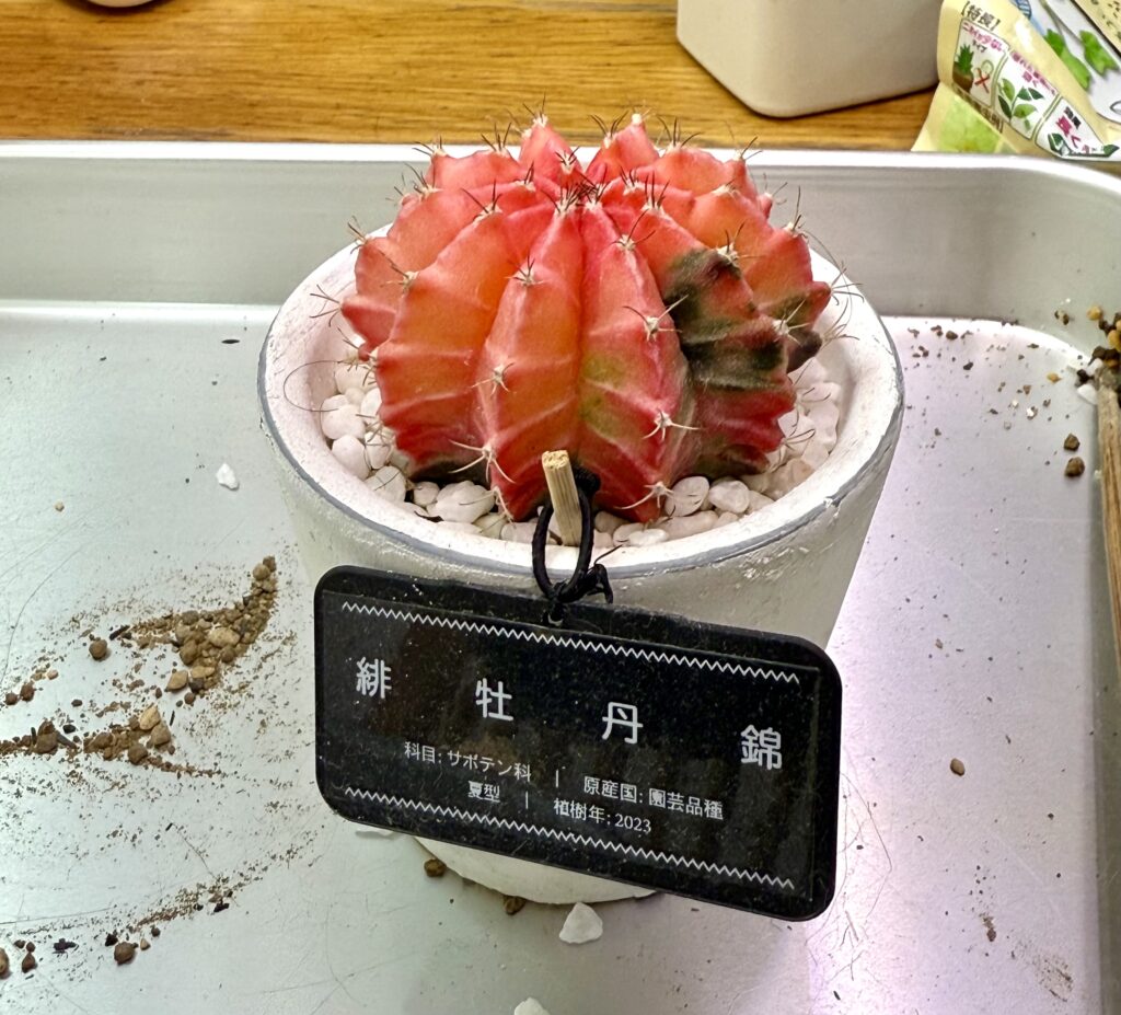 緋牡丹錦