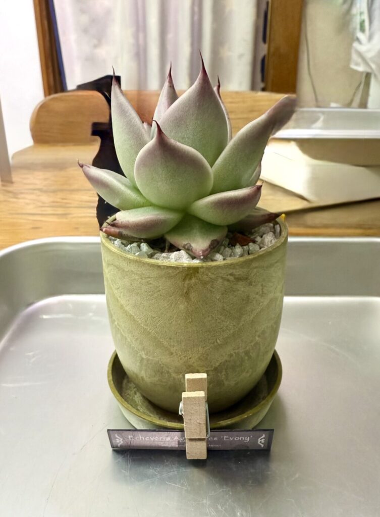 エケベリア・アガボイデスエボニー