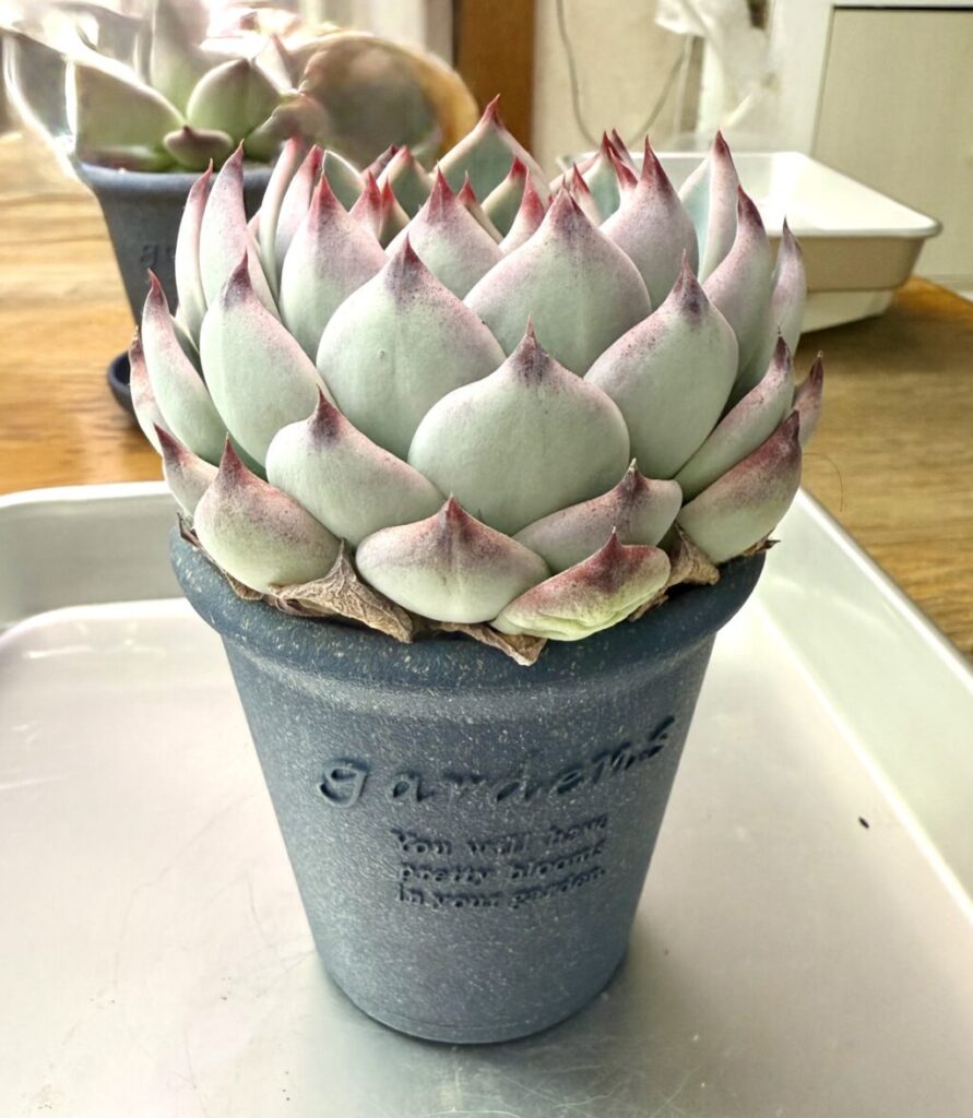 エケベリア・モモタロウ