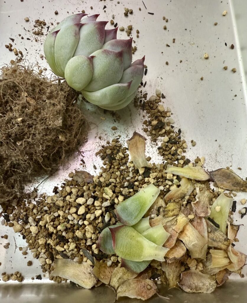 エケベリア・チワワエンシス錦