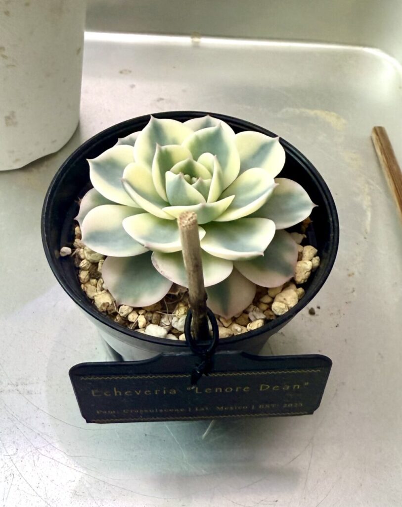 エケベリア・ルノーディーン