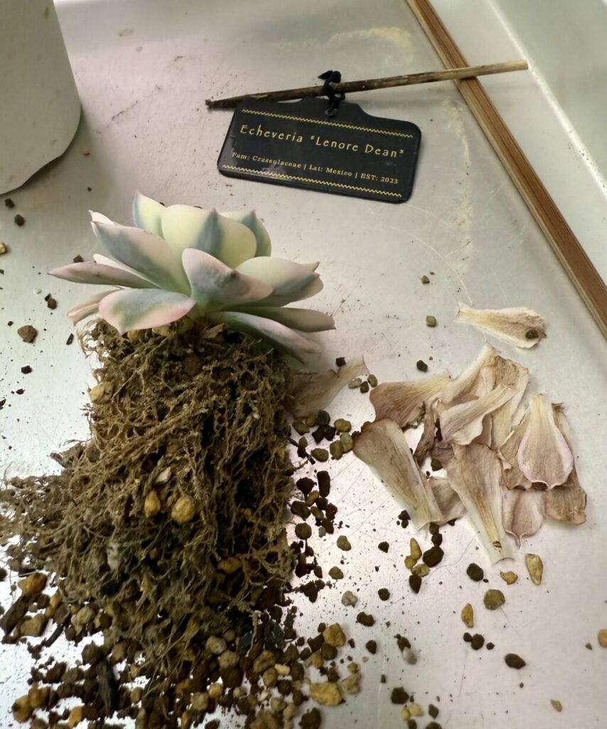 エケベリア・ルノーディーン