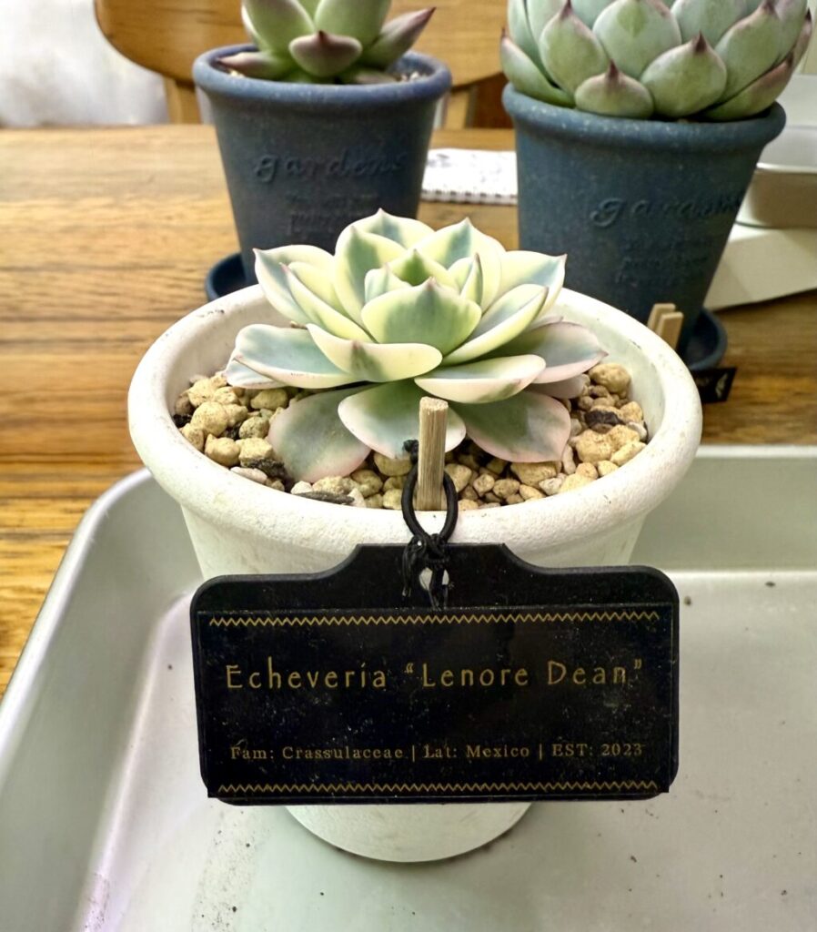 エケベリア・ルノーディーン