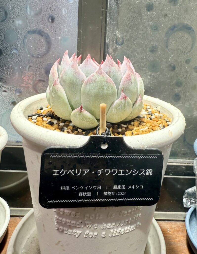 エケベリア・チワワエンシス錦