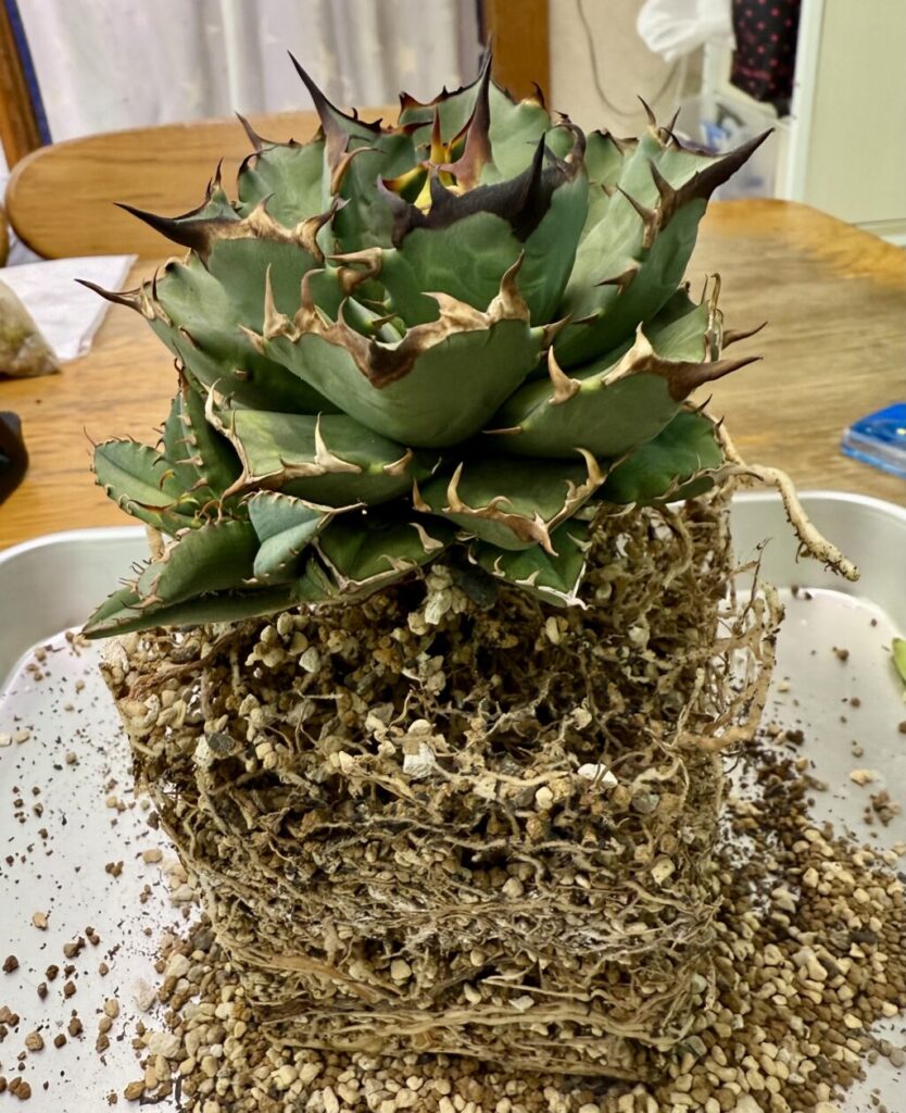 アガベ・チタノタ″姫巌竜″