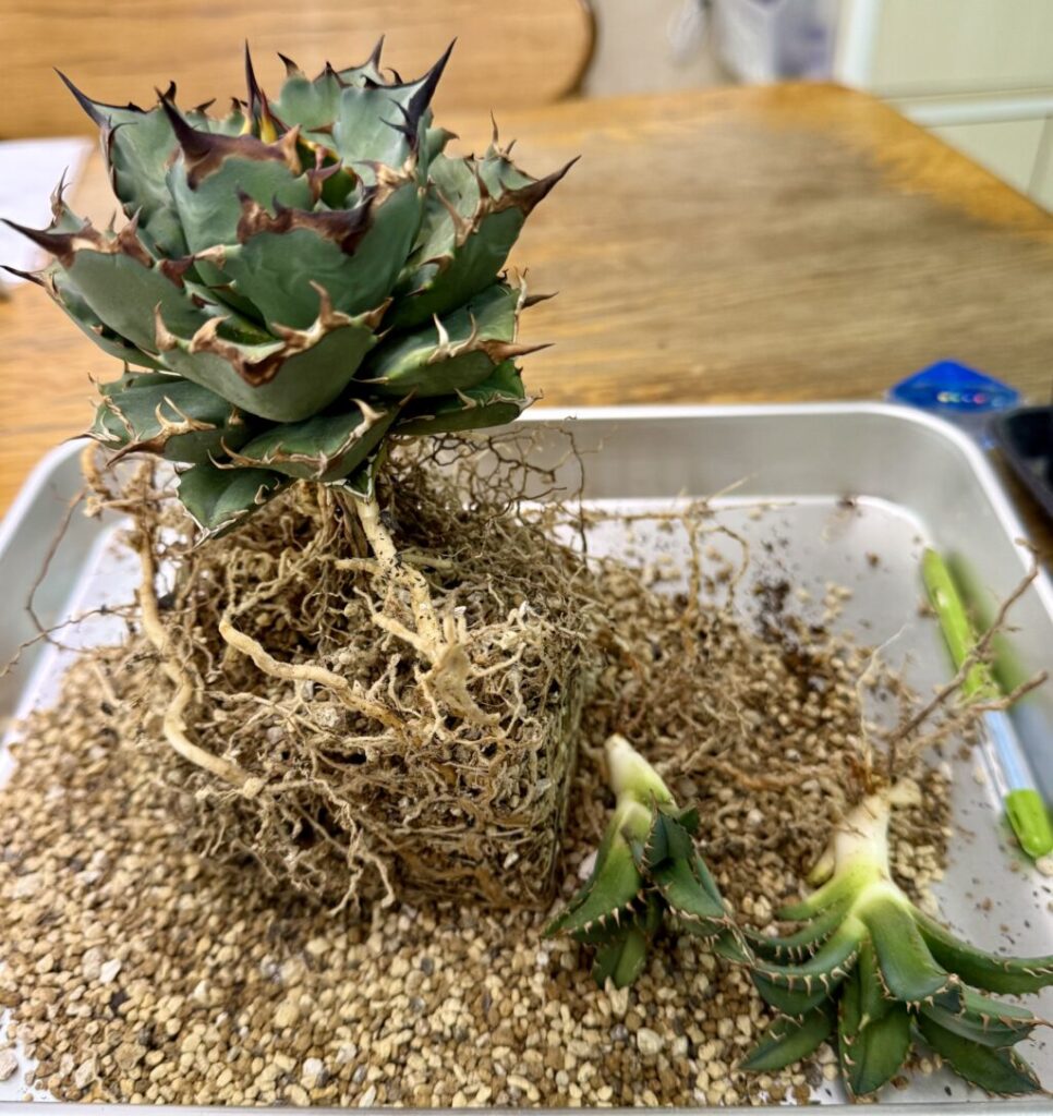 アガベ・チタノタ″姫巌竜″