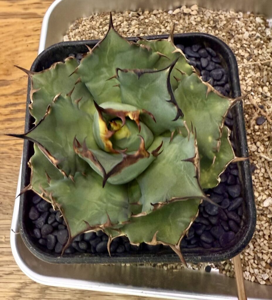 アガベ・チタノタ″姫巌竜″