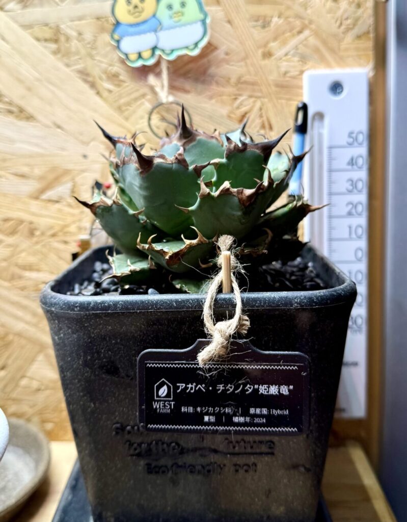 アガベ・チタノタ″姫巌竜″
