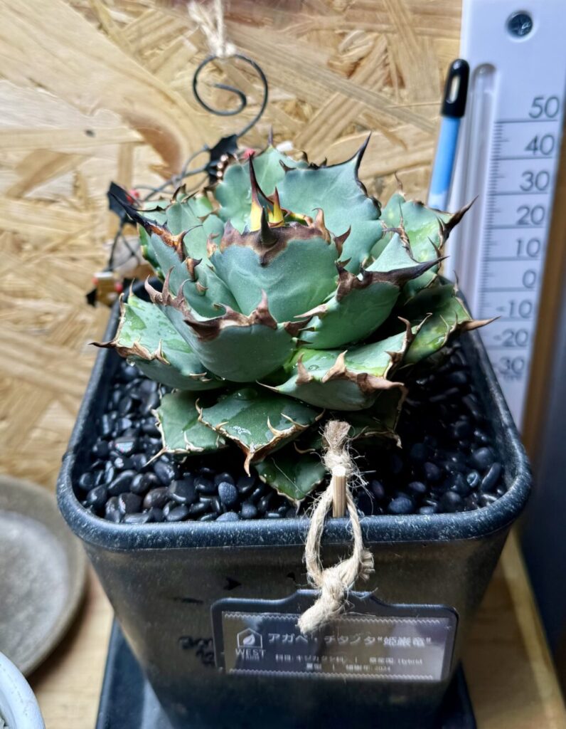 アガベ・チタノタ″姫巌竜″