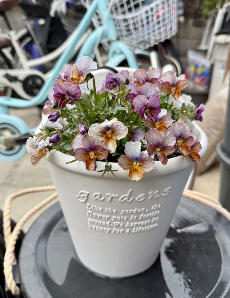 ヌーベルヴァーグ・ビオラ