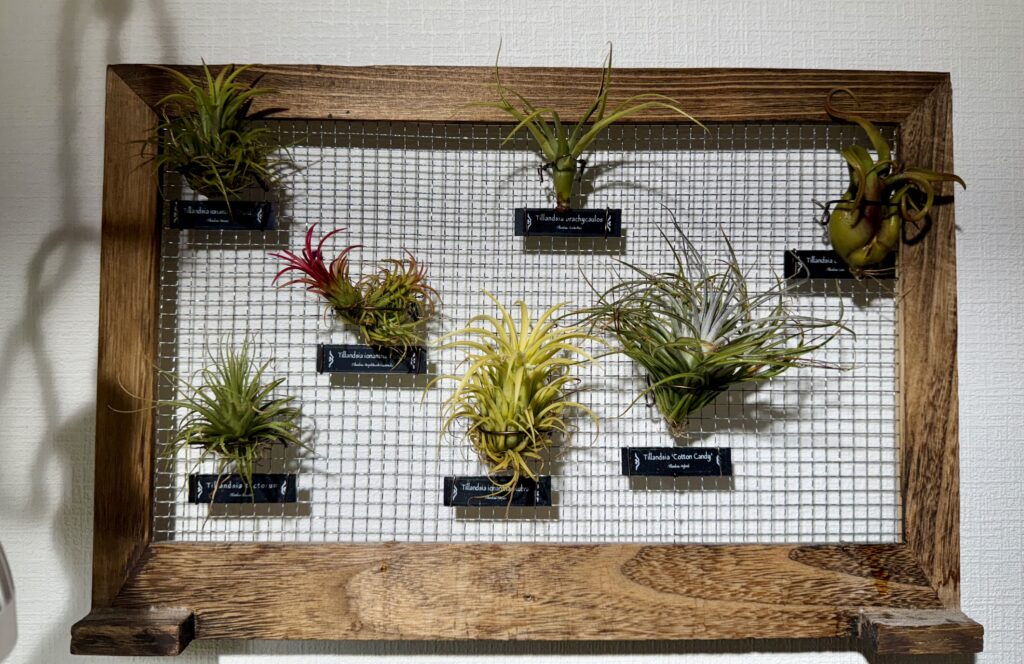 エアープランツ