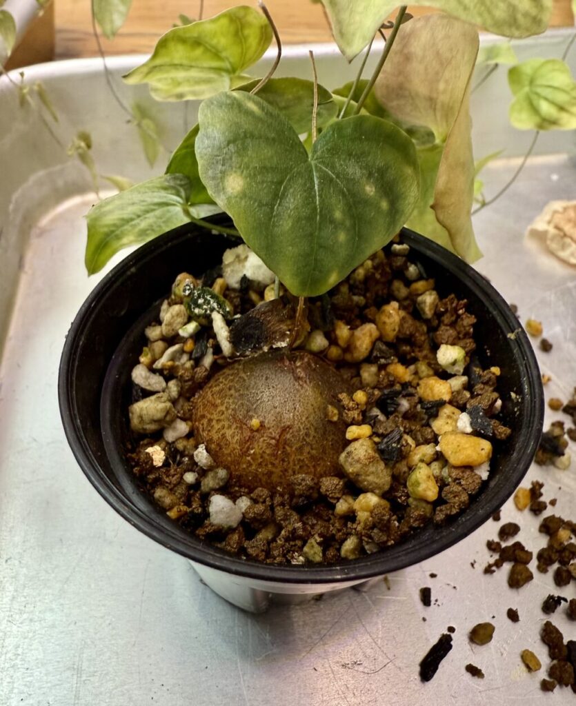 ディオスコレア・エレファンティペス