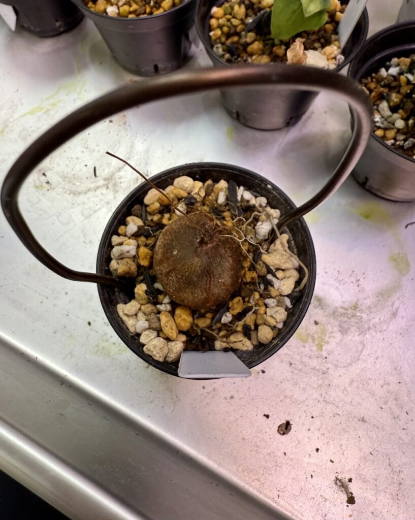 ディオスコレア・エレファンティペス（亀甲竜）