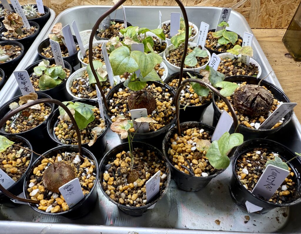 ディオスコレア