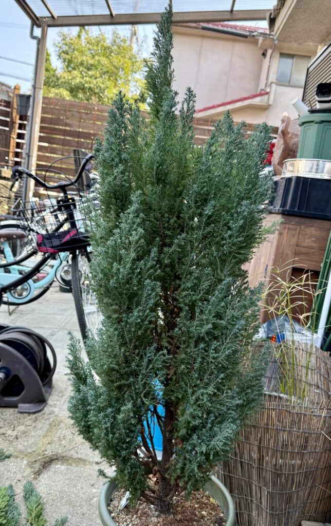 コニファー・シルバースター